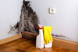 Best Asbestos and Lead Testing During Mold Inspection  in North East, MD